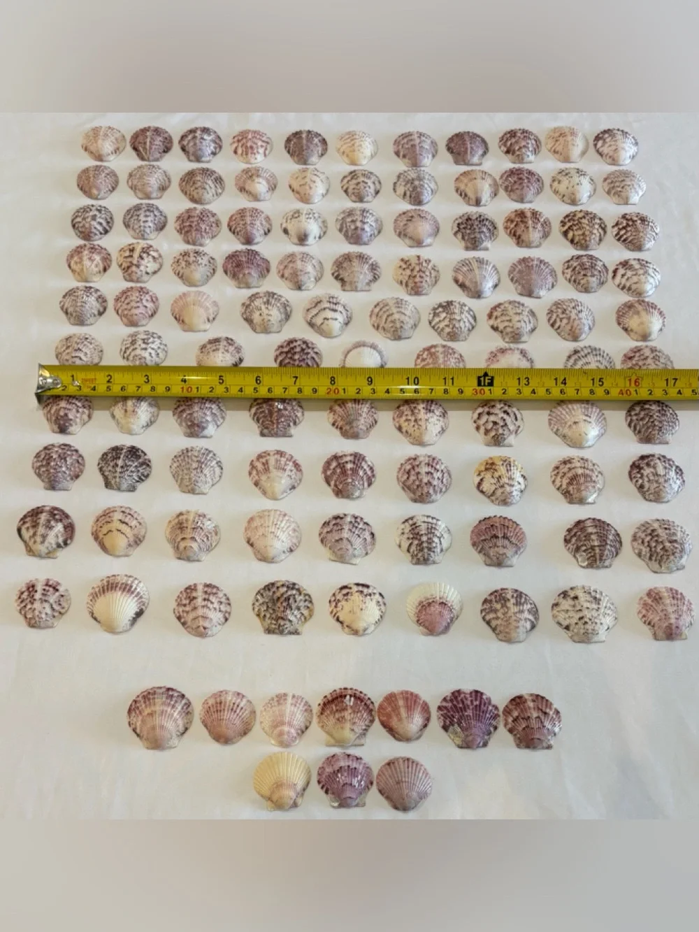 109 LOT SEA SHELLS SANIBEL FL.  SCALLOP 1.25 - 1.5 MIX COLORS CRAFT /COLLECT LOT